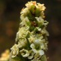 Chamise (Adenostoma fasciculatum): It should have been in full bloom but the drought has the flowers fading fast.